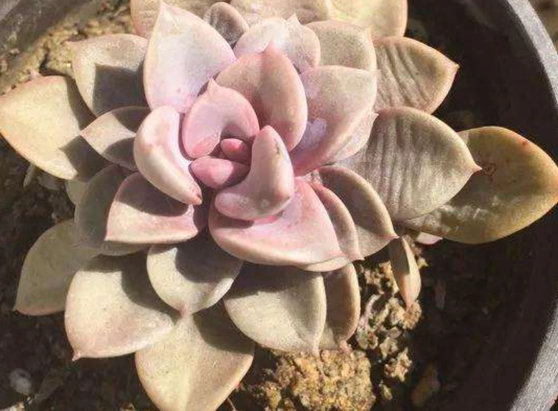 多肉植物澆水方法 多肉植物澆水方法