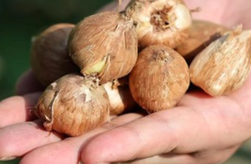 小蒼蘭種子哪裡買