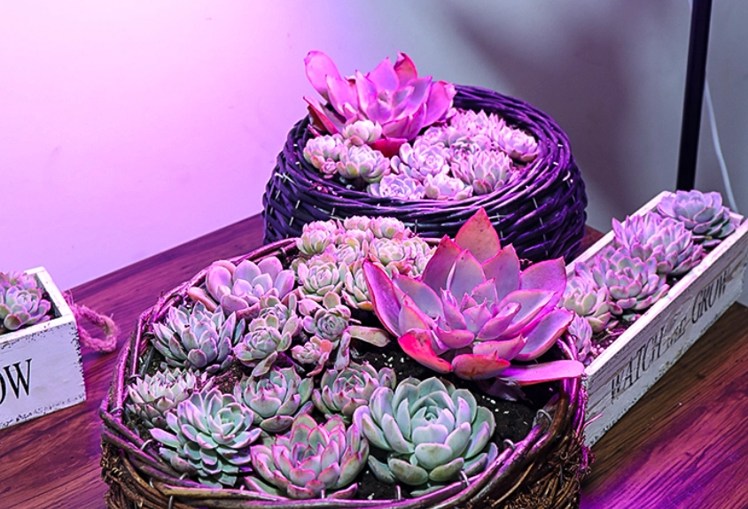 室內多肉植物光照 室內多肉植物光照