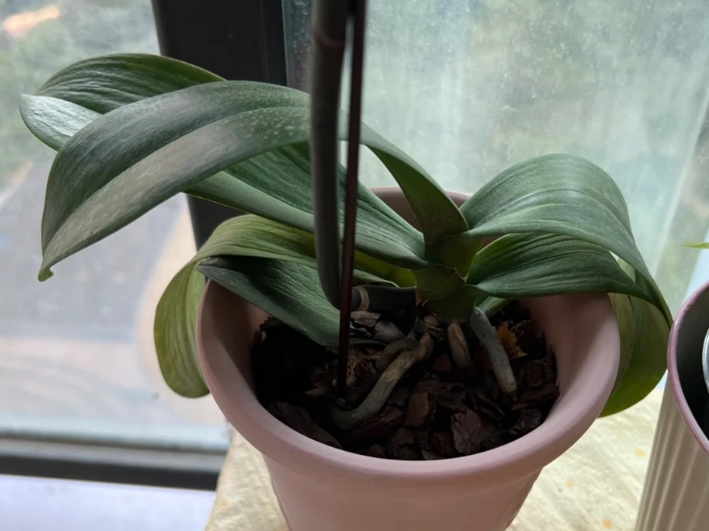 蝴蝶蘭葉子軟化原因 蝴蝶蘭葉子軟化原因