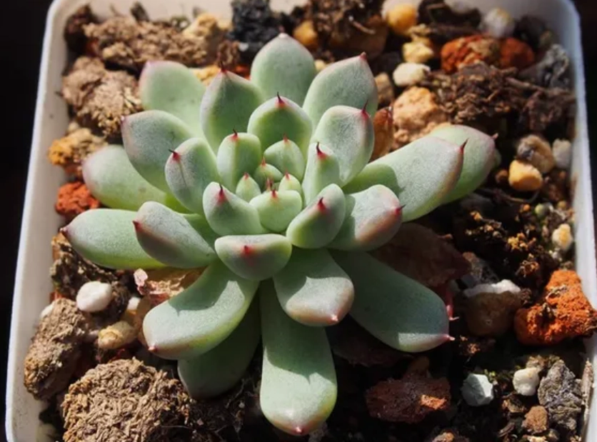 多肉植物室內養護