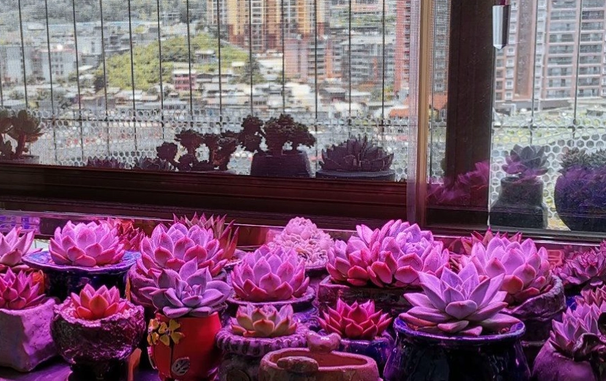 室內多肉植物光照 室內多肉植物光照