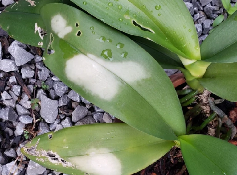 蘭花葉子腐爛處理 蘭花葉子腐爛處理