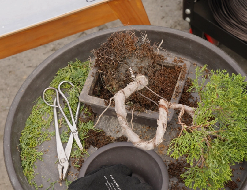 真柏換盆方法 真柏換盆方法