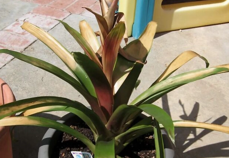 鳳梨花 照顧 方法