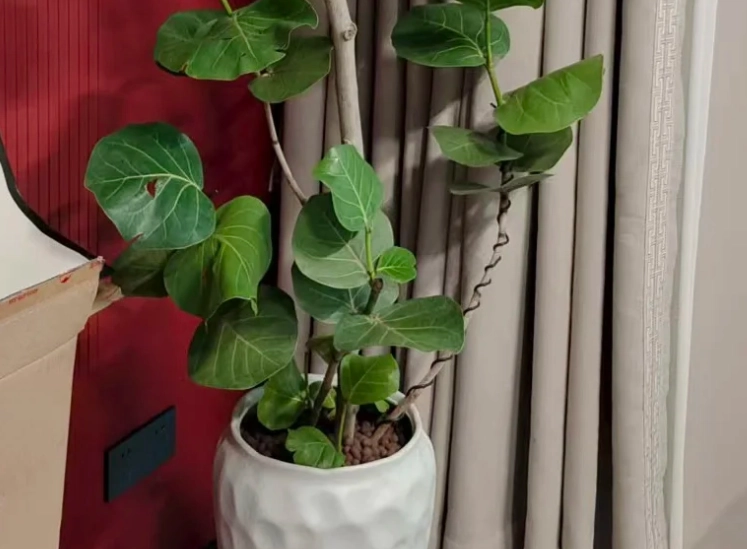 海葡萄葉子變軟