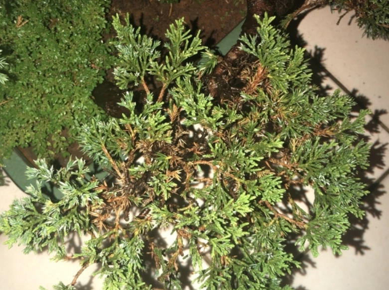 真柏光照不足處理 真柏光照不足處理