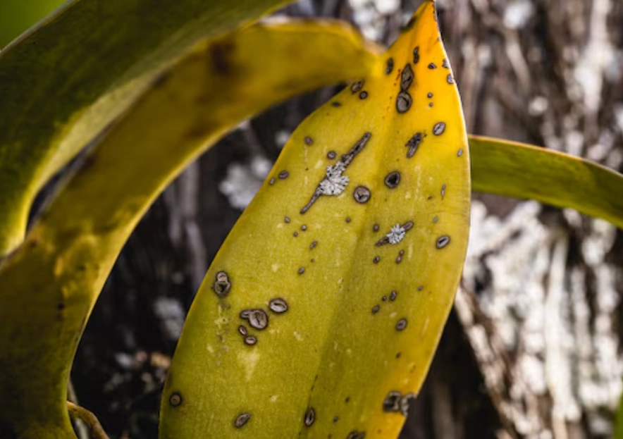 蘭花葉子變黃 蘭花葉子變黃