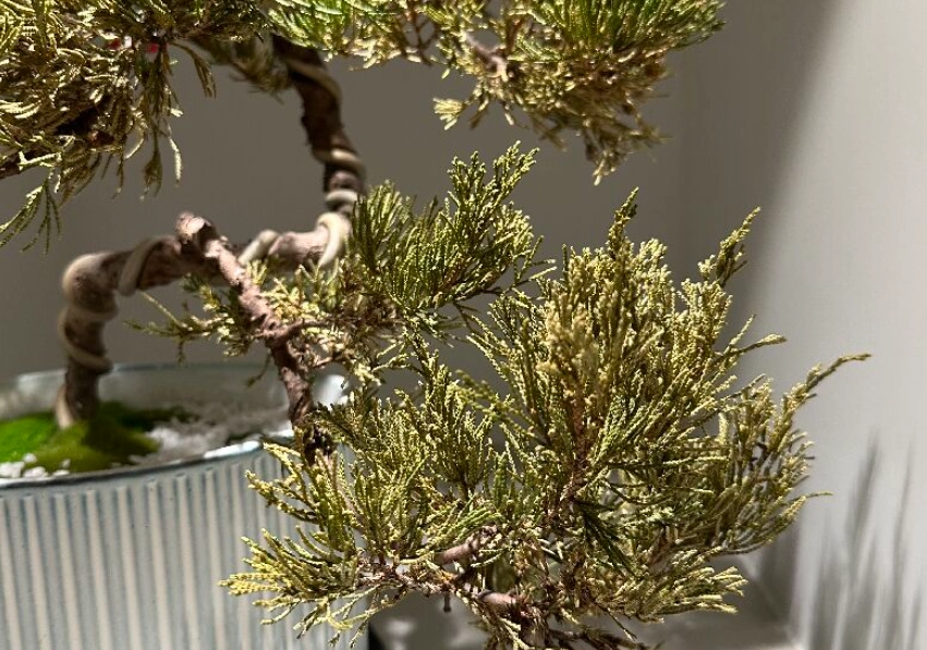 真柏光照不足處理 真柏光照不足處理