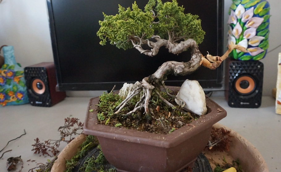 真柏換盆時機 真柏換盆時機