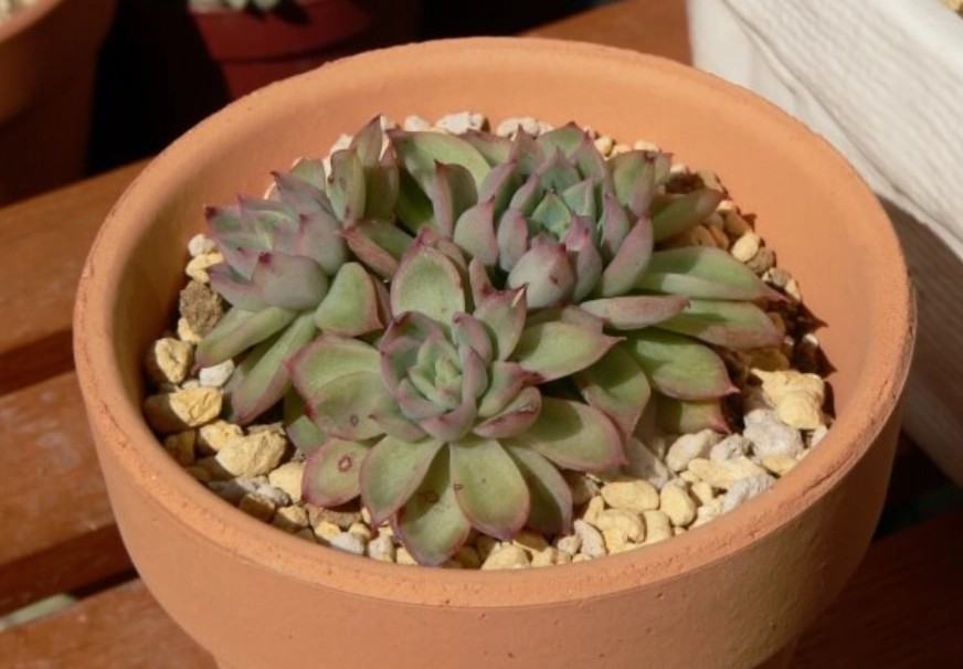 石蓮花室內照顧