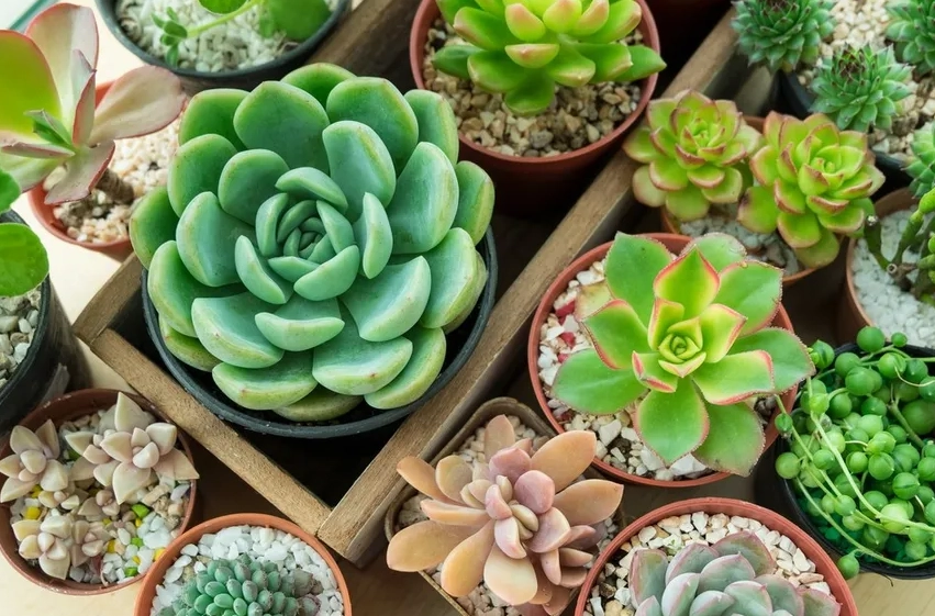 多肉植物種類 多肉植物種類