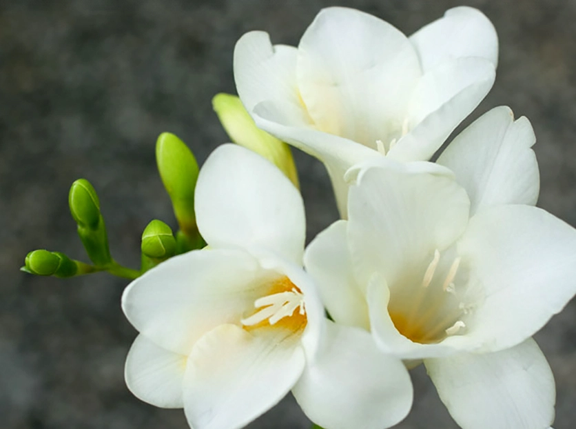 白色小蒼蘭 花語