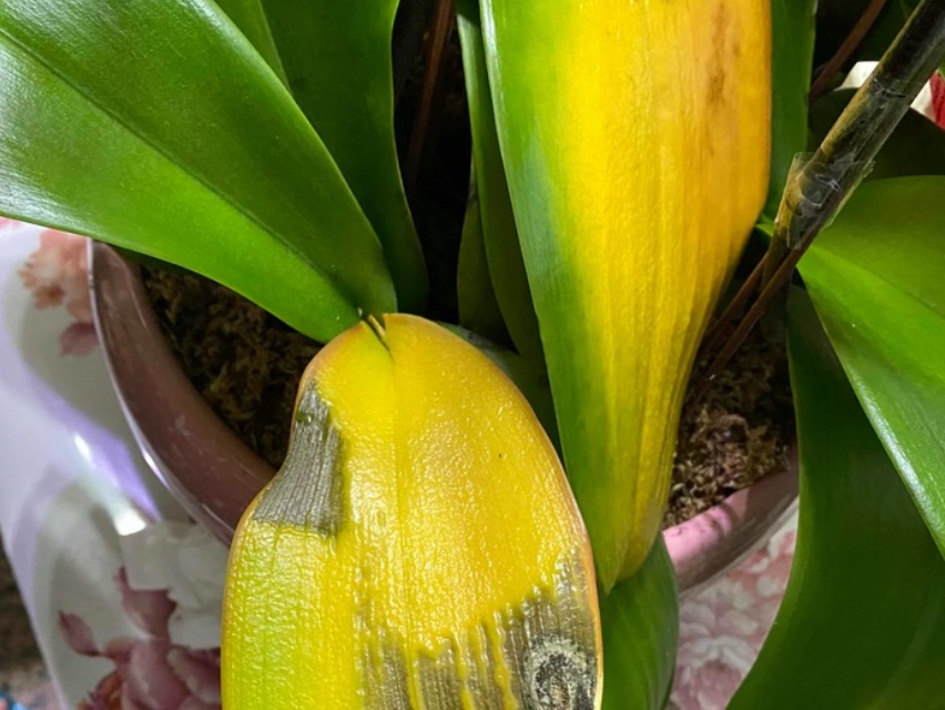 蝴蝶蘭養護 蝴蝶蘭養護