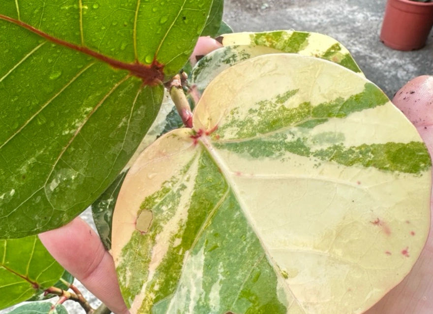 斑葉海葡萄照顾