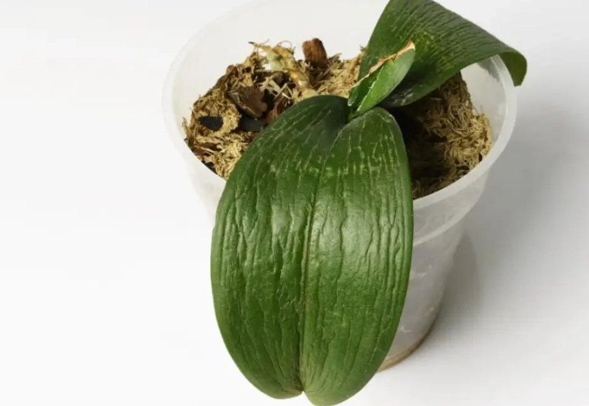 蝴蝶蘭葉子軟化原因 蝴蝶蘭葉子軟化原因