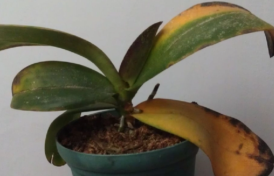 蝴蝶蘭葉子變黃