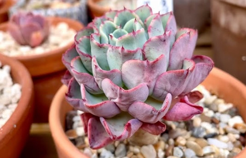 多肉植物缺水處理 多肉植物缺水處理