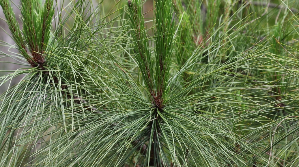 松樹種類 松樹種類