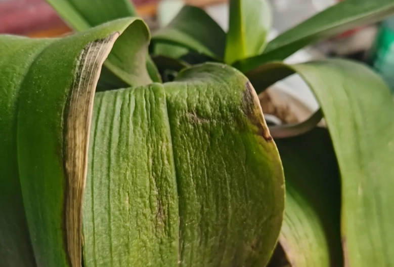 蘭花葉子變軟處理 蘭花葉子變軟處理