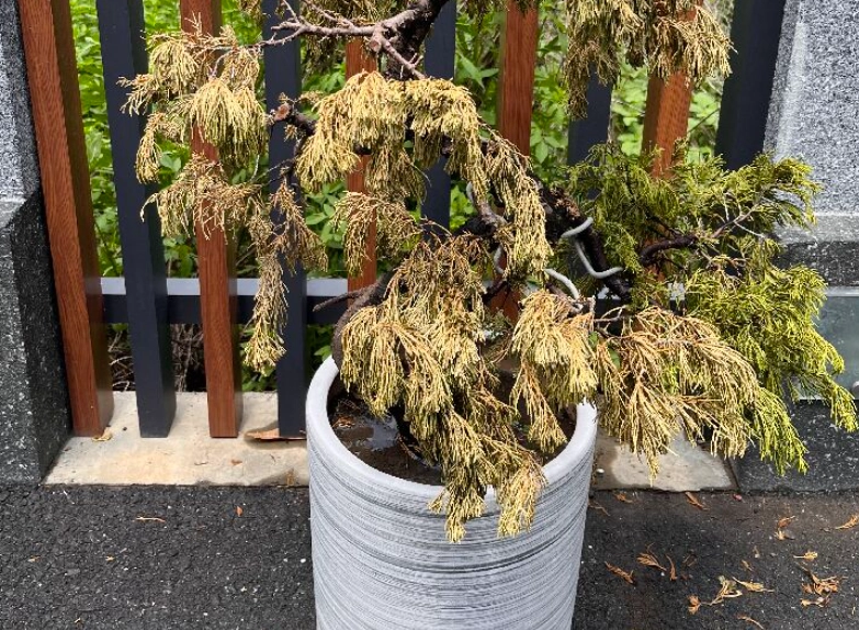 真柏根腐病 真柏根腐病