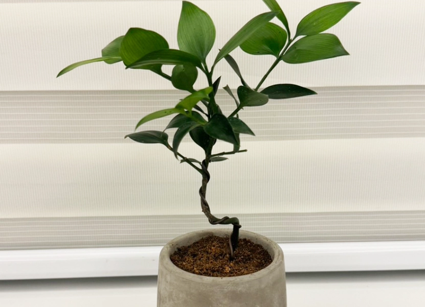 竹柏盆栽病蟲害