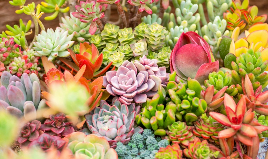 多肉植物養護 多肉植物養護