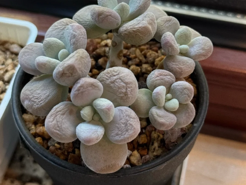 多肉植物缺水處理 多肉植物缺水處理