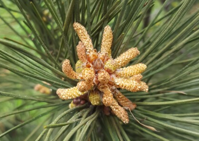 台灣松樹 台灣松樹