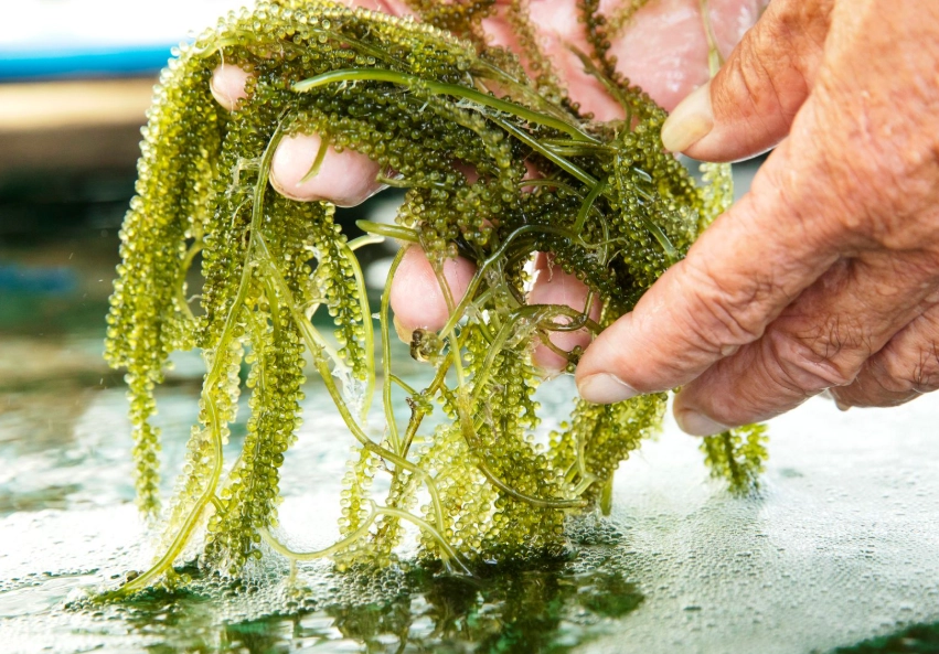 海葡萄口感 海葡萄口感