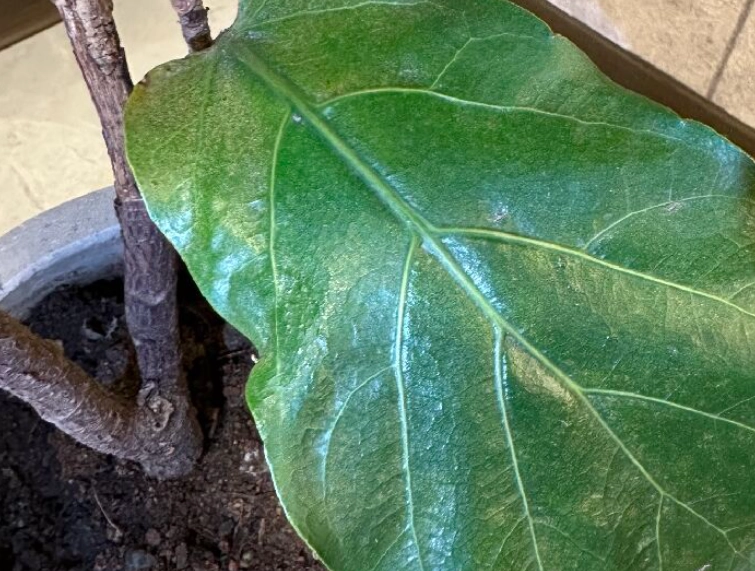 琴葉榕木質化處理 琴葉榕木質化處理