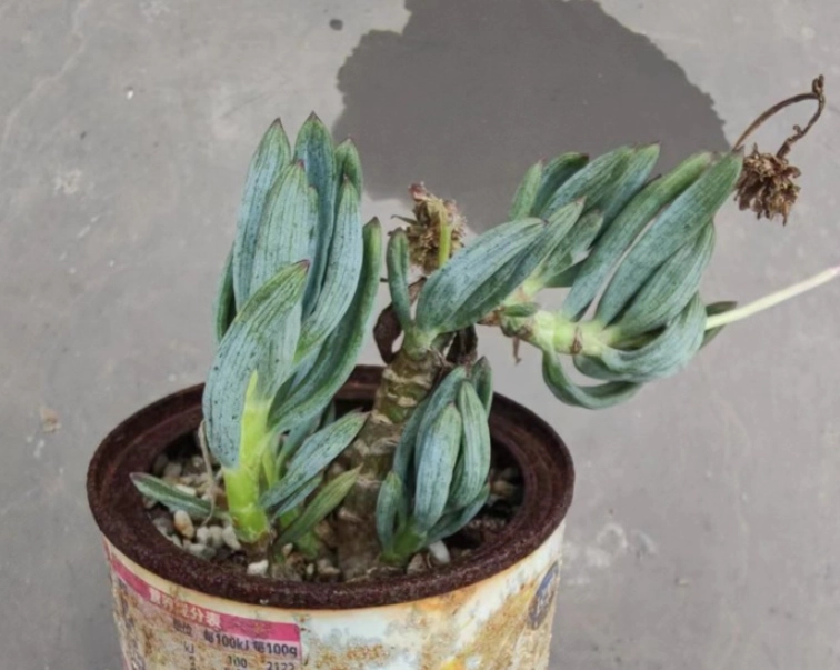 多肉植物缺水症狀 多肉植物缺水症狀