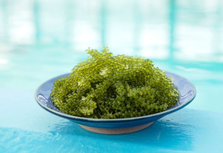 寵物海藻食品 寵物海藻食品