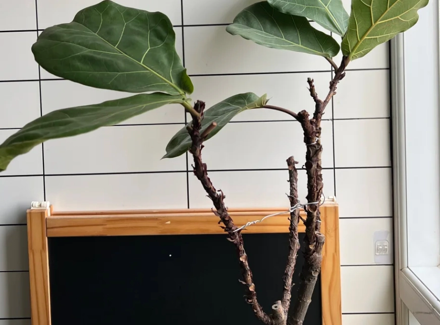 琴葉榕修剪方法 琴葉榕修剪方法