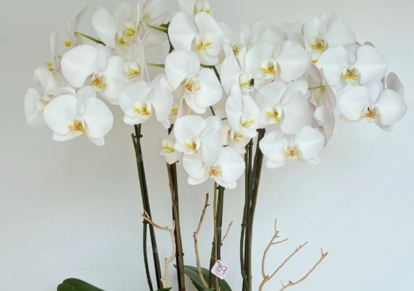 蘭花色系含義 蘭花色系含義