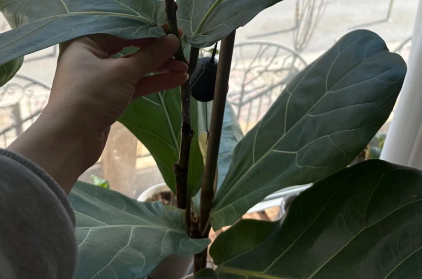 琴葉榕剪枝技巧 琴葉榕剪枝技巧