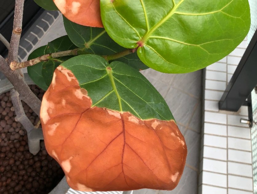 海葡萄葉子捲曲處理 海葡萄葉子捲曲處理