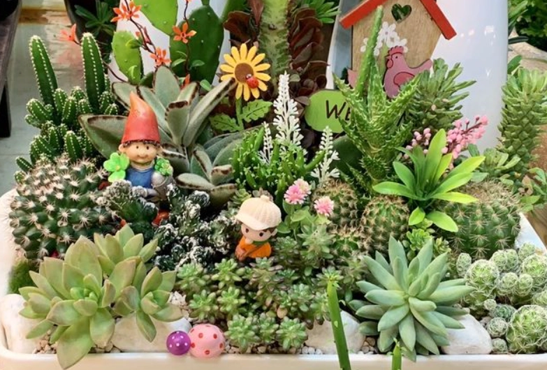 室內植物照顧 室內植物照顧