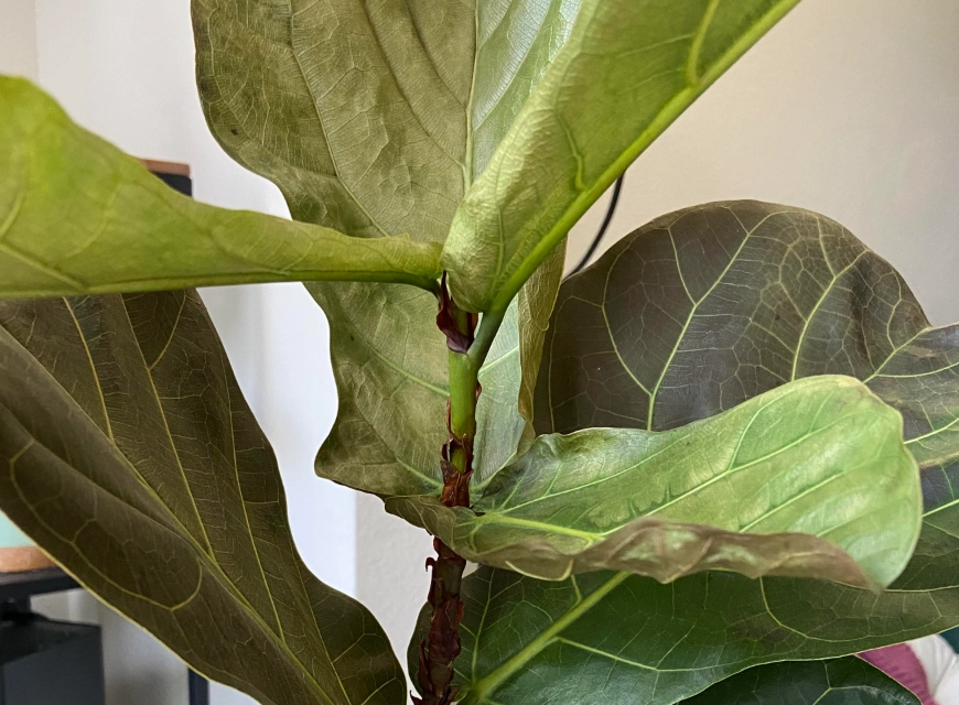 琴葉榕曬傷處理