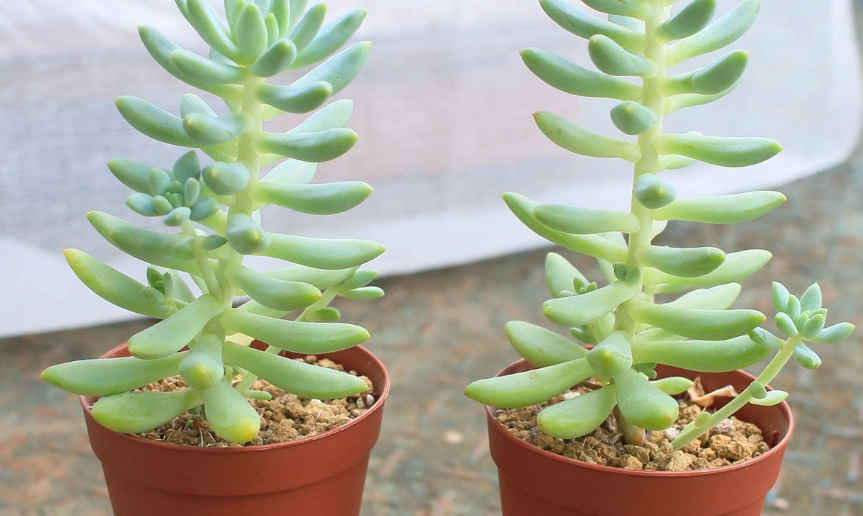 石蓮花徒長原因 石蓮花徒長原因