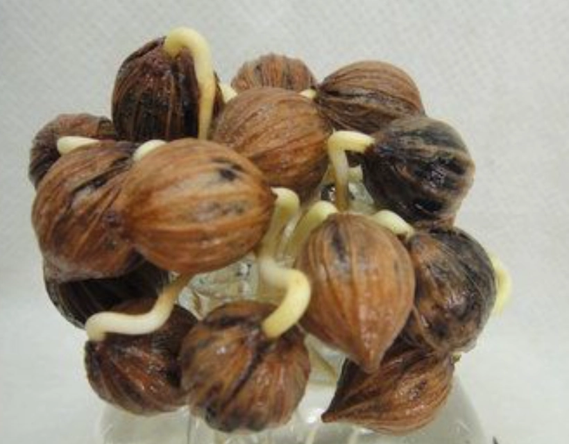 海葡萄種子照顧 海葡萄種子照顧