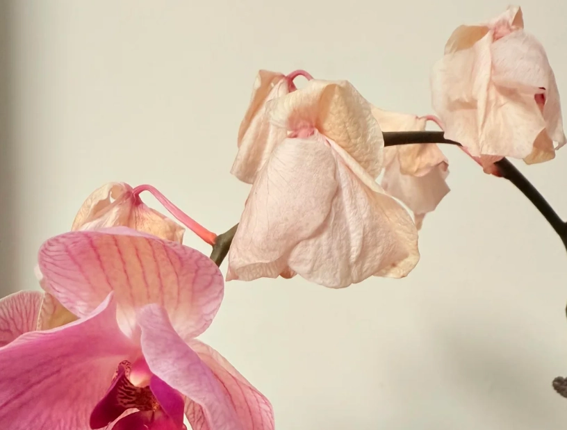 花瓣下垂原因 花瓣下垂原因