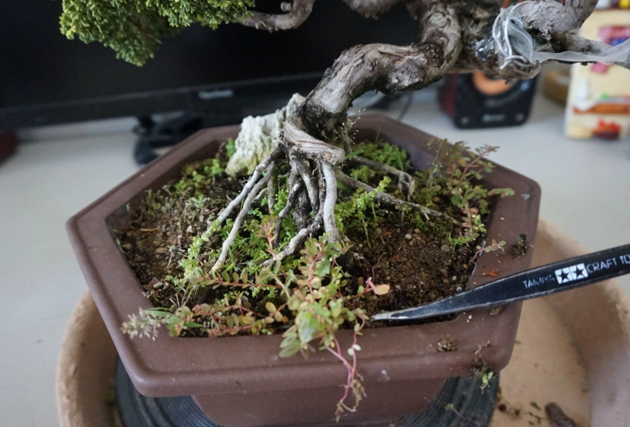 真柏換盆時機 真柏換盆時機