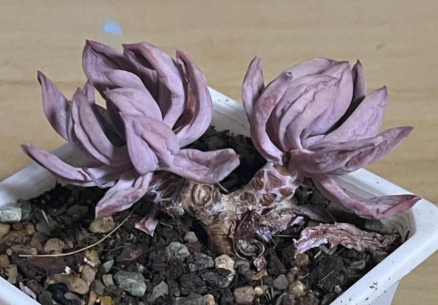 多肉植物缺水症狀 多肉植物缺水症狀