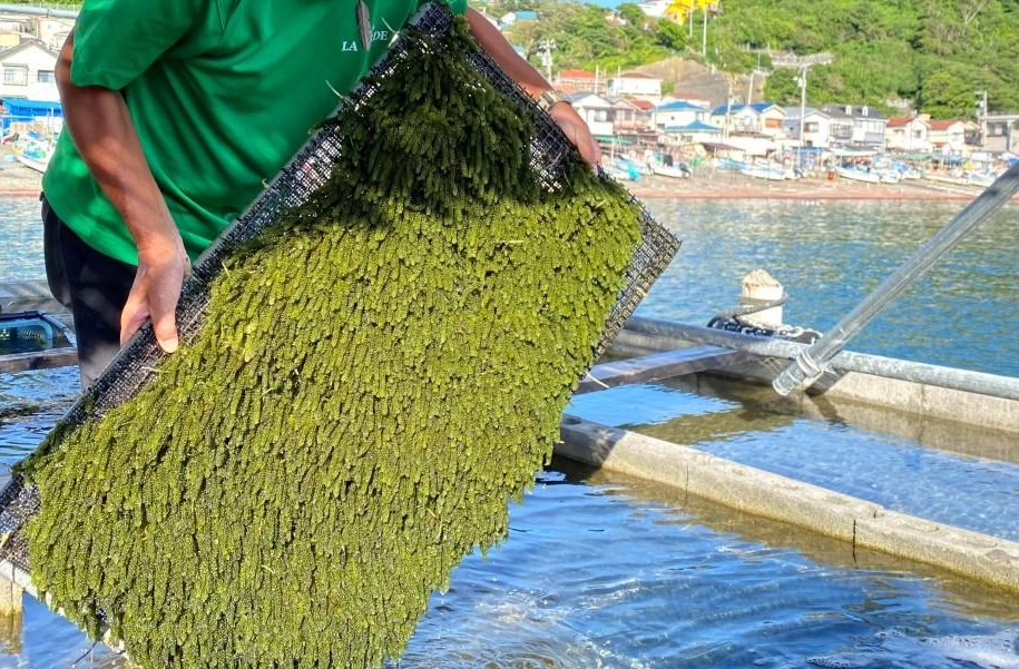海葡萄養殖方法 海葡萄養殖方法