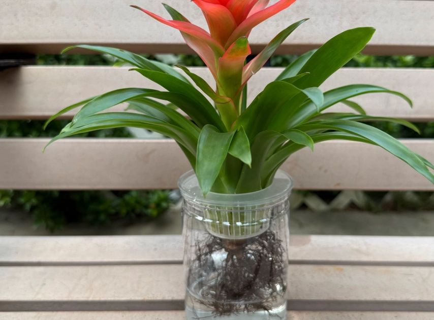 水耕鳳梨 水耕鳳梨