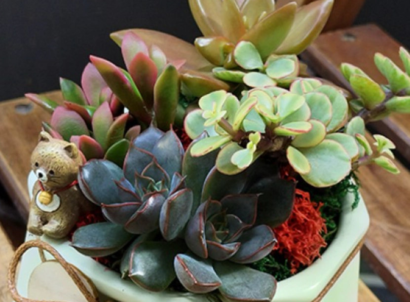 室內植物照顧 室內植物照顧