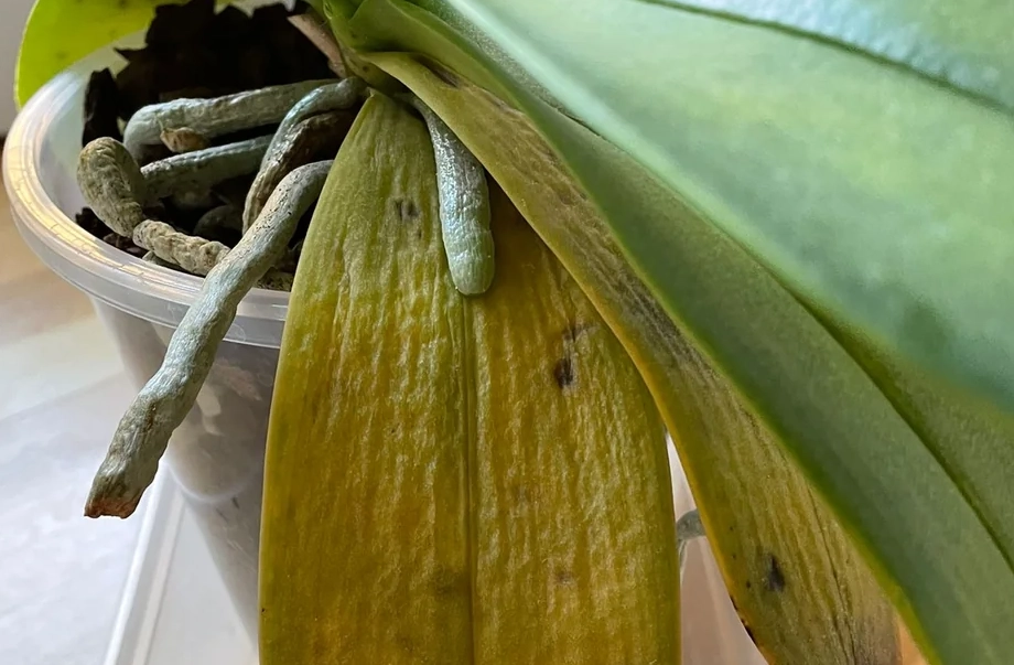 蝴蝶蘭葉子變黃原因 蝴蝶蘭葉子變黃原因