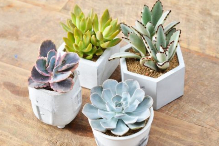 多肉植物品種 多肉植物品種