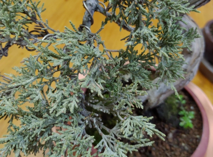 真柏養護日照需求 真柏養護日照需求